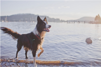 Mokry i brudny pies nad wodą
